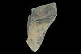 Bargain, Fossil Megalodon Tooth - South Carolina #172159-1